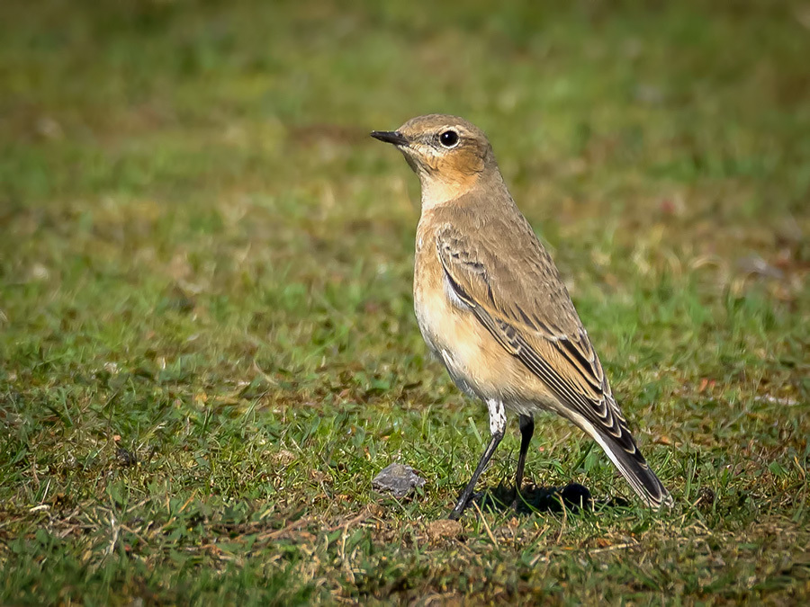 Gunton_Wheatear_1_small.jpg Click image for larger version
Name: Gunton_Wheatear_1_small.jpg
Views: 3791
Size: 292.6 KB
ID: 780452